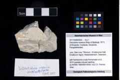 Foto (Objekt + Etikett) von Discutiolira moesica (Muţiu & Bădăluţă, 1971)  (NHMW-GEO-2017-0089-0020)